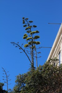 Century Plant