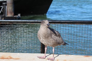 Baby Seagull?