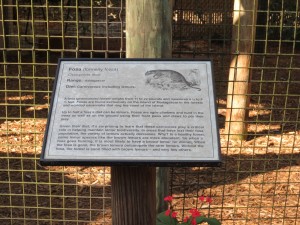 Fossa Sign