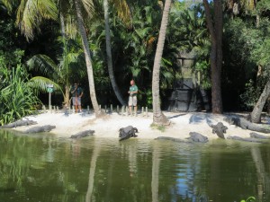 Gator Feeding