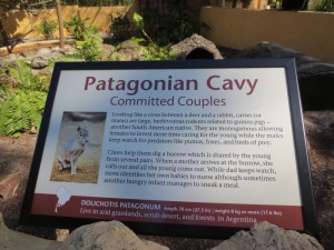 Cavy Sign