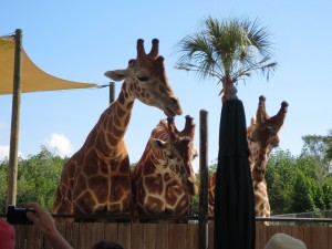 Giraffes