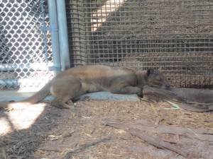 Fossa