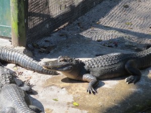 Gator Smirk