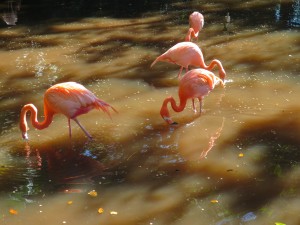 Flamingoes