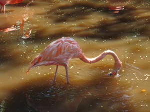 Flamingo