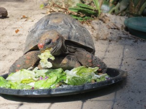 Turtle eating lettuce