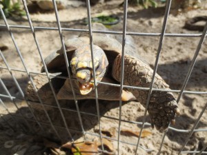 Turtle Eating the Cage