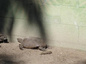 GOPHER TORTOISE