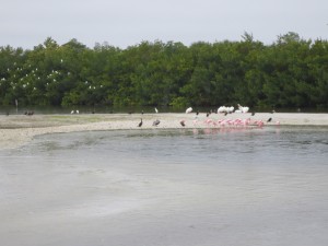 Roseate Spoonbills