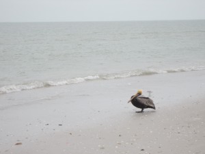 Pelican 