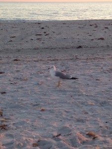 Seagull