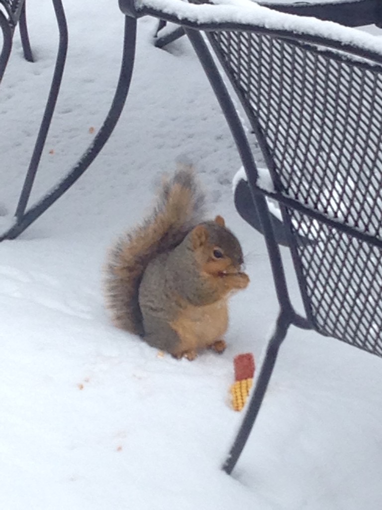 Squirrel Friends