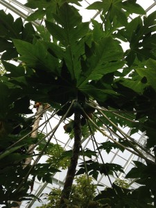 More Papaya Tree