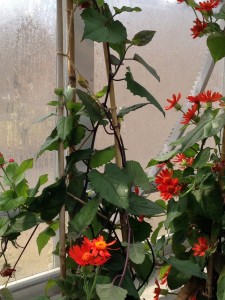 Mexican Sunflowers