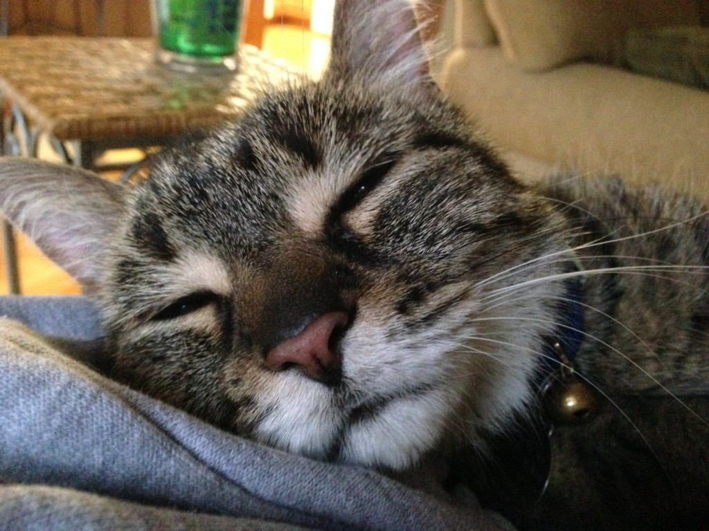 Sleepy Cat