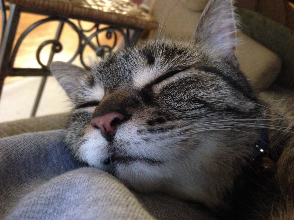 Sleeping Cat