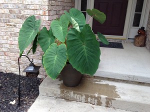 Elephant Ear Plant