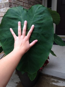 Elephant Ear Leaf