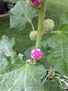 Hollyhock buds