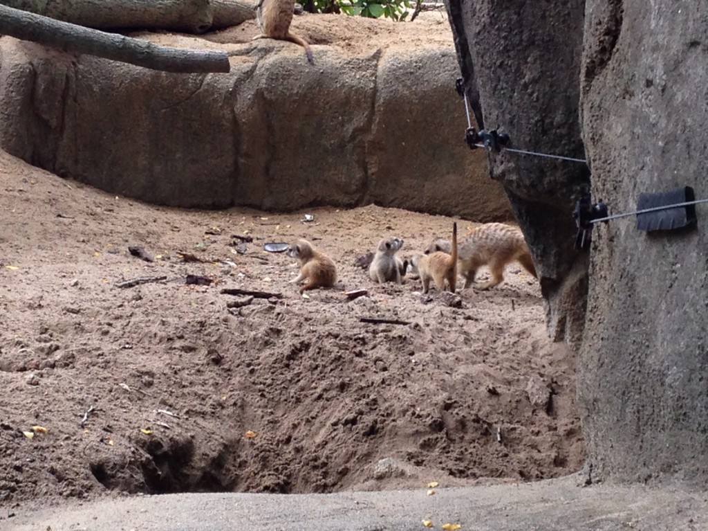 Baby Meerkats!