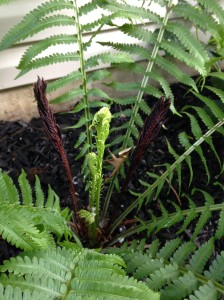 THE FERTILE FRONDS