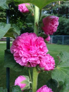 Hollyhock flower