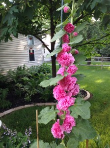 Hollyhock Stalk