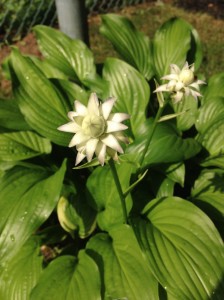 Cool Hosta Flower