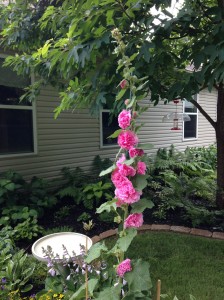 Hollyhock Stalk Tall