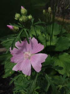 Lavatera