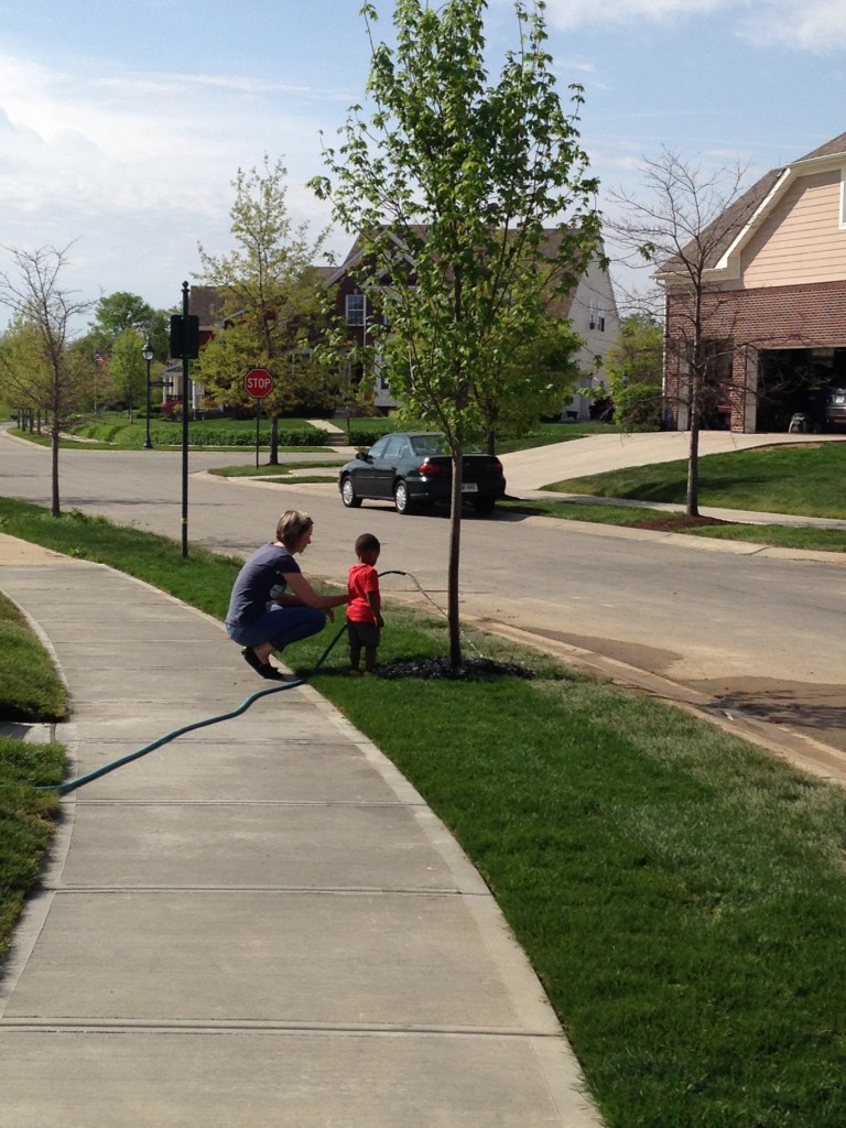 Watering new trees