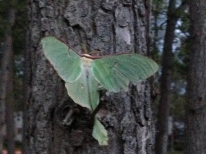 Luna Moth