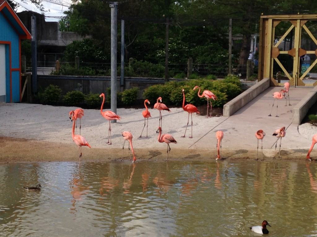 New Flamingos