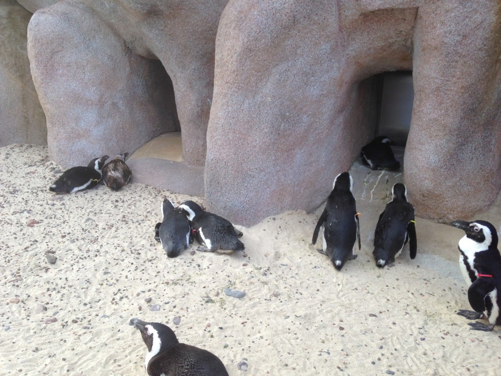 Penguins in their new home