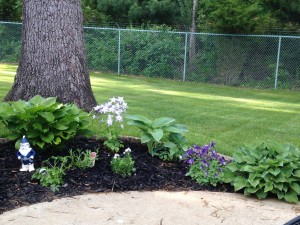 Columbine and Hostas