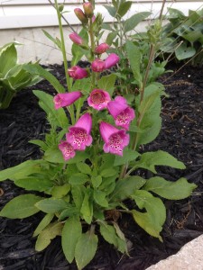 Foxglove