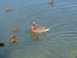 Mrs. Duck and ducklings