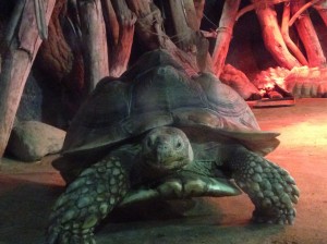 African tortoise