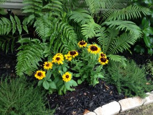 Denver Daisies