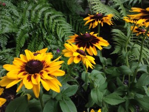 More Denver Daisies