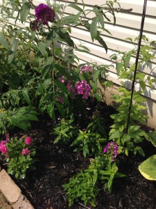 Garden Phlox