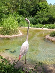 Flamingo looking left