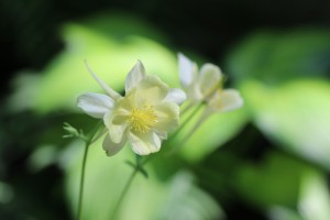 Columbine