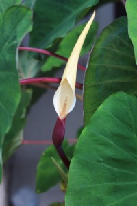 Elephant Ear Flower