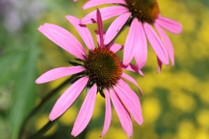 Coneflower