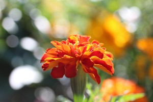 Marigold