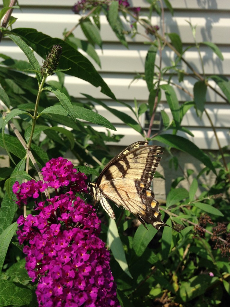 Yellow Butterfly