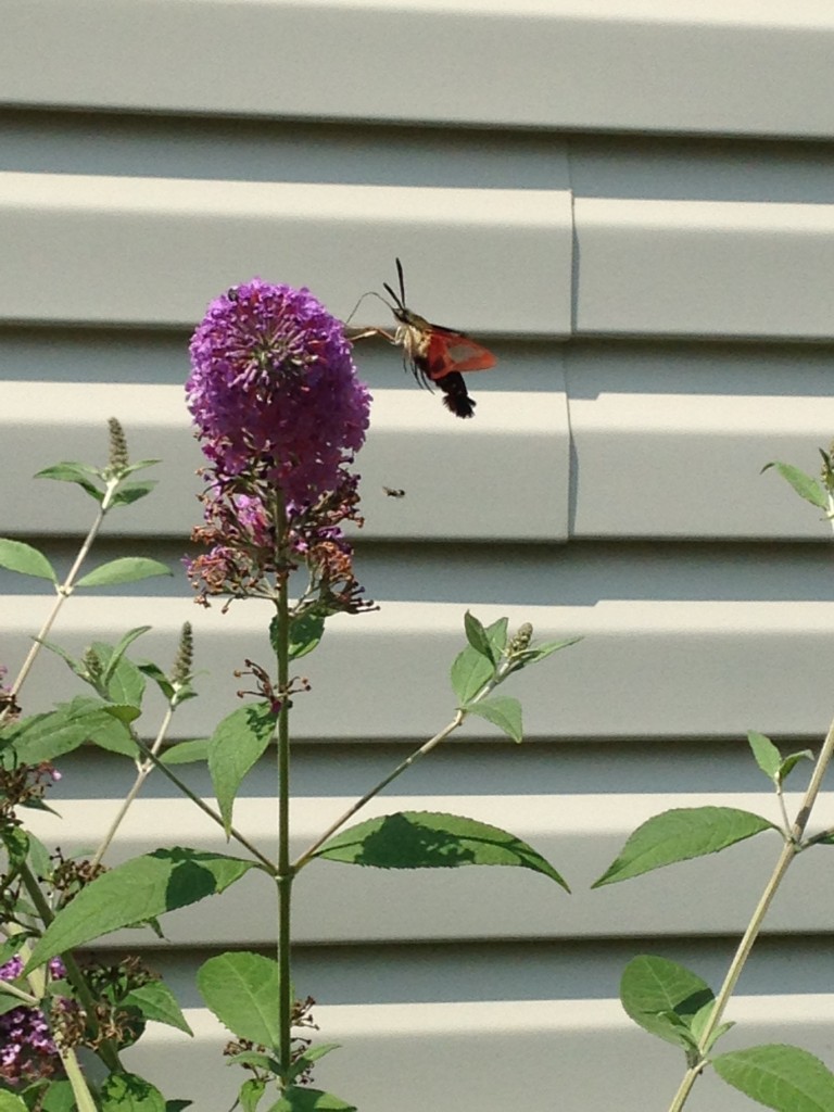 CLEARWING MOTH