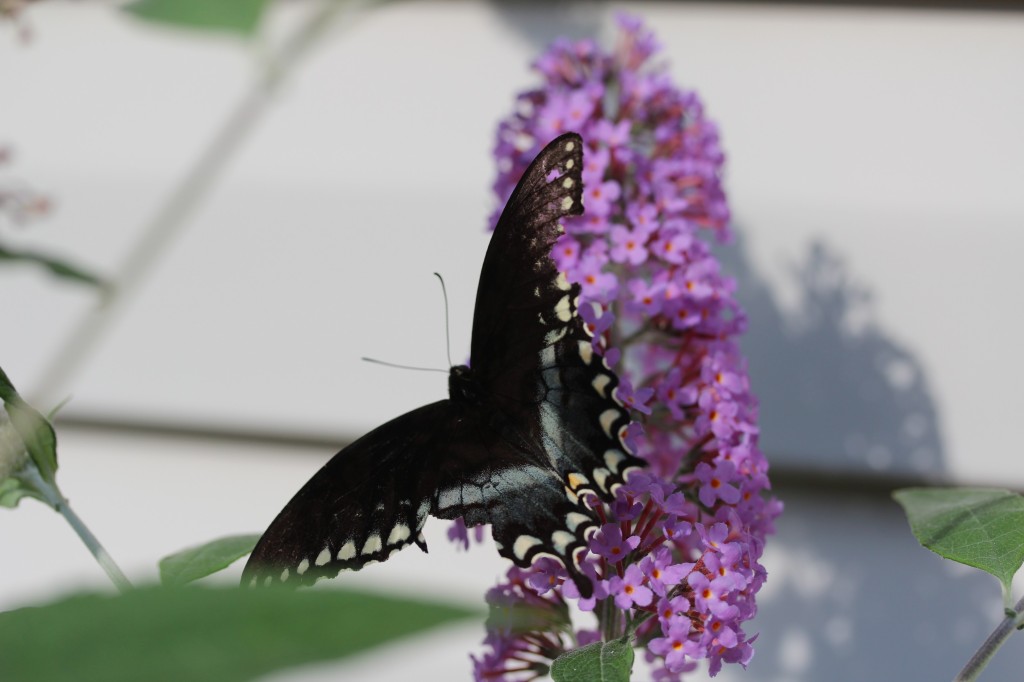 Dark Butterfly